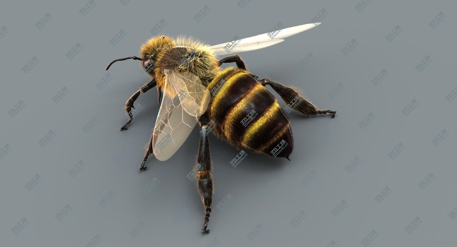 images/goods_img/20210313/3D Honeybee (2) (FUR) 3D model/4.jpg